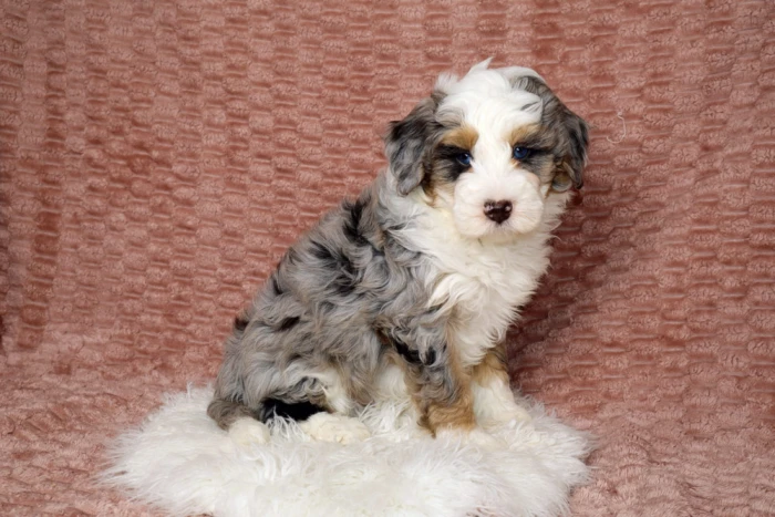 Micro Bernedoodle Puppy