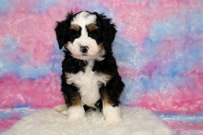 Micro Bernedoodle Puppy