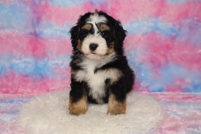 Mini Bernedoodle Puppy