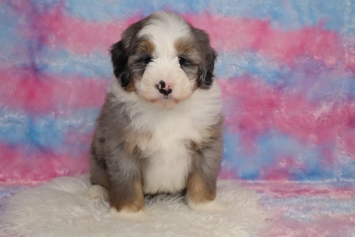 Mini Bernedoodle Puppy