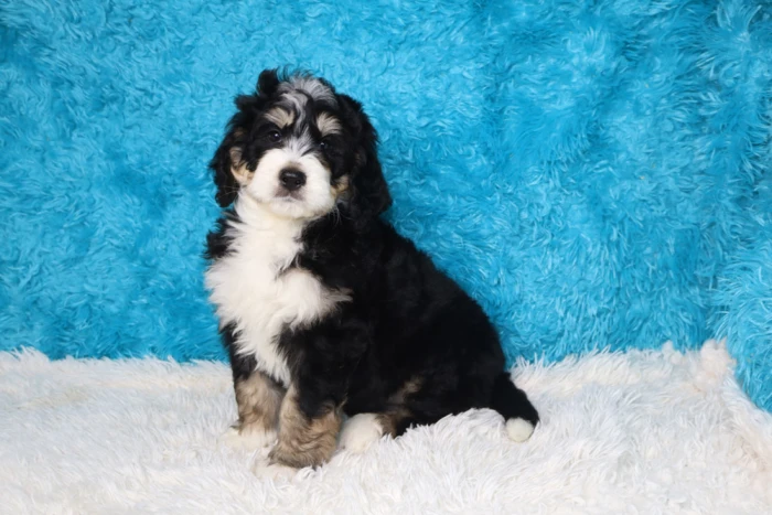 standard bernedoodle puppy