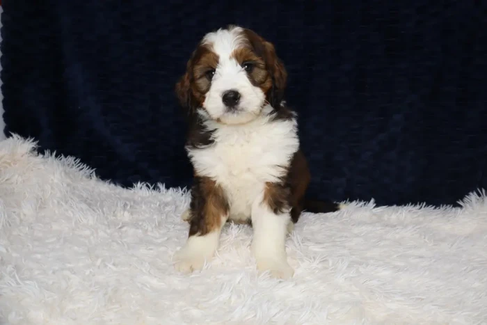standard bernedoodle puppy