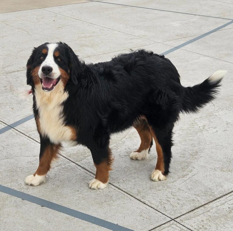 Bernese Mountain Dog standing on a paved surface, looking at the camera with mouth open in a friendly expression.