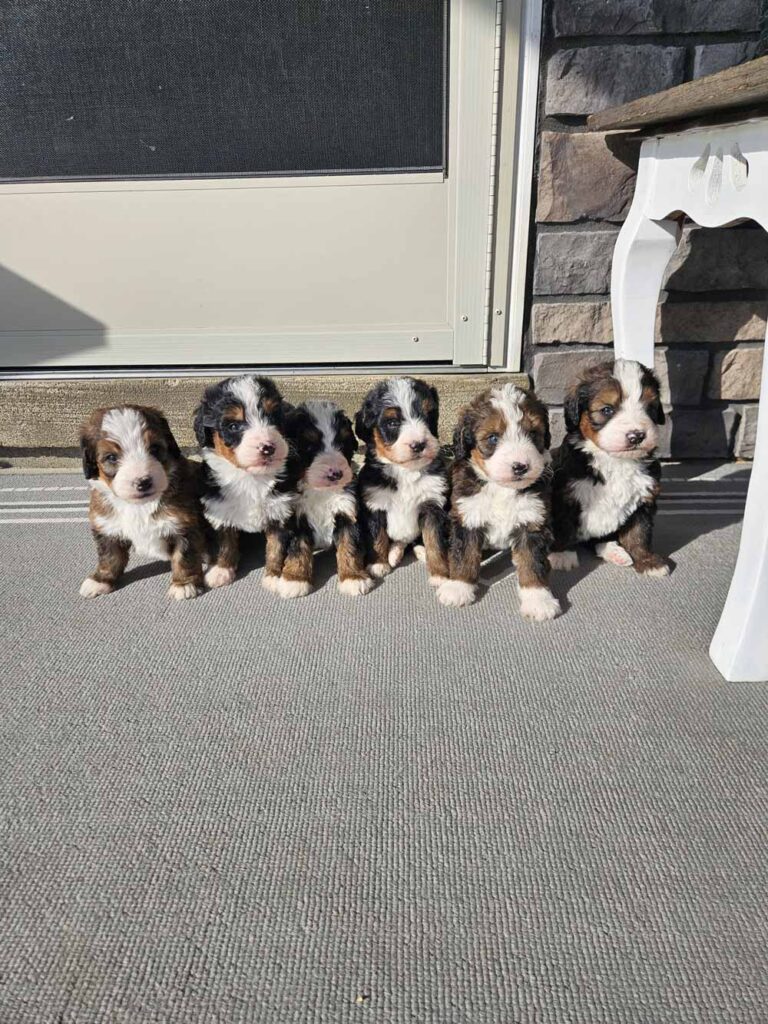 Six fluffy tri-color Bernedoodle puppies sit in a row on a concrete porch in front of a closed door.