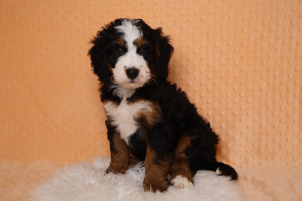 Adorable tri-color puppy (black, white, brown) sitting on a white fluffy rug with an orange textured backdrop.