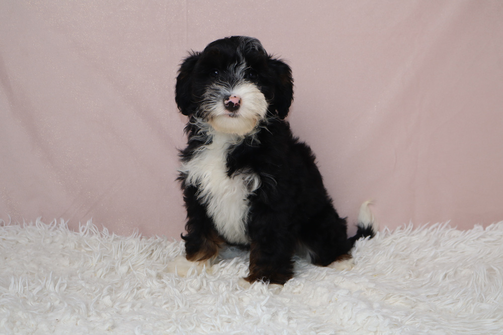 Black and white fluffy puppy sitting on a white shag rug with a pale pink backdrop, looking at the camera.