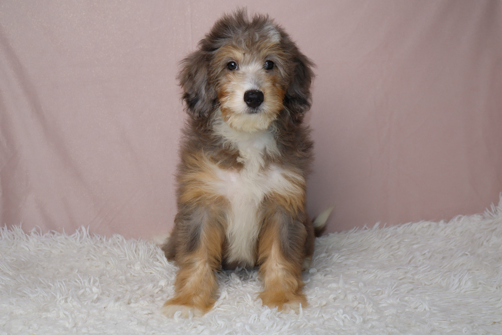 Fluffy tricolor puppy (gray, tan, white) sitting on a white rug with a pink backdrop, looking at the camera.