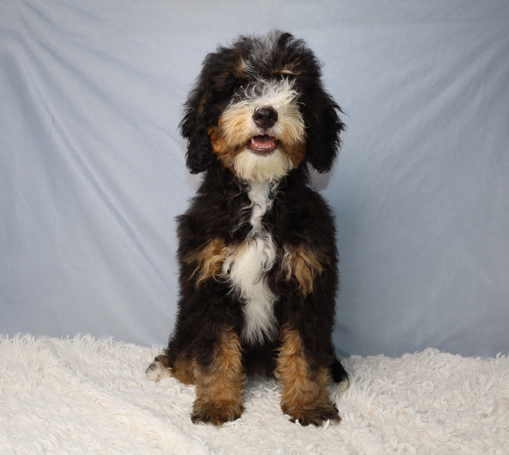 Fluffy tri-colored puppy (black, white, tan) sitting on a white rug with a light blue backdrop, looking at the camera and smiling.