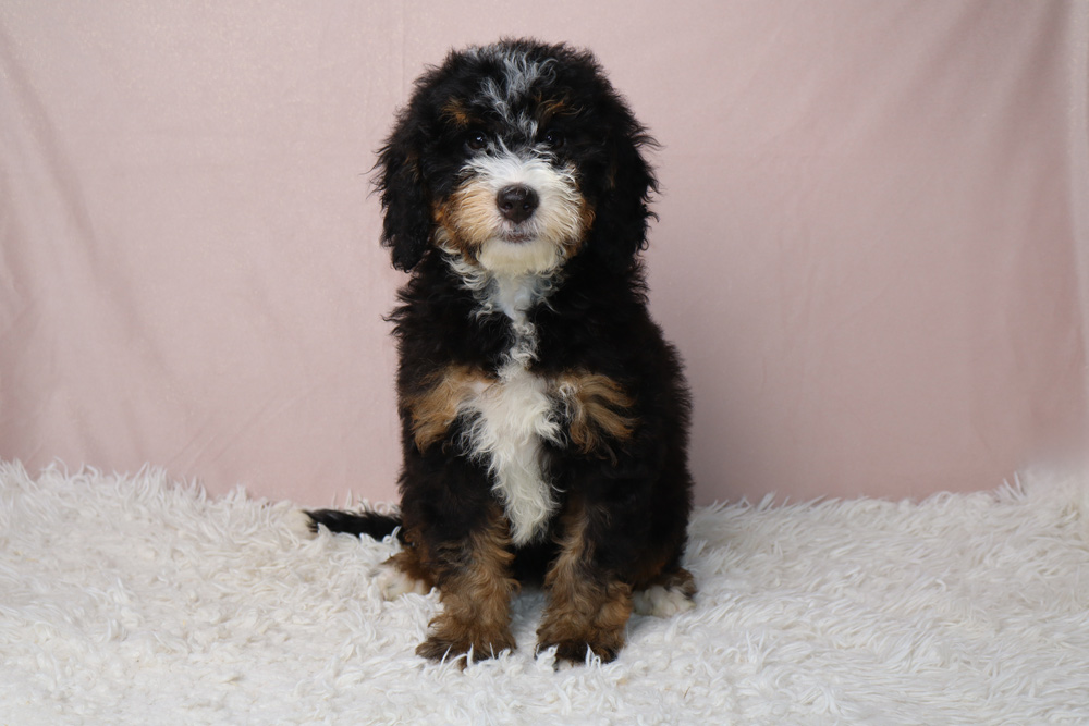 Bernedoodle puppy with black, white, and tan fur sits on a white shag rug, facing the camera.