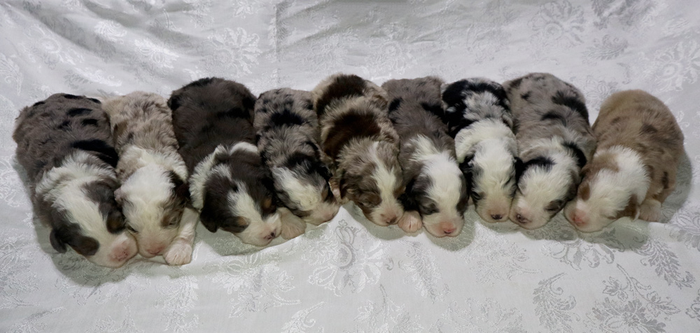 Twelve newborn puppies lined up on a white lace-patterned blanket, each with fluffy fur in mixed colors of gray, white, and brown.