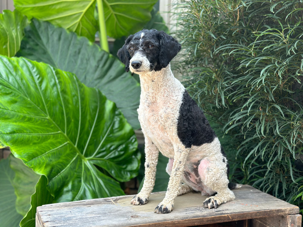 Dog with a black and white curly coat sitting on a wooden crate outdoors, surrounded by large green leaves.
