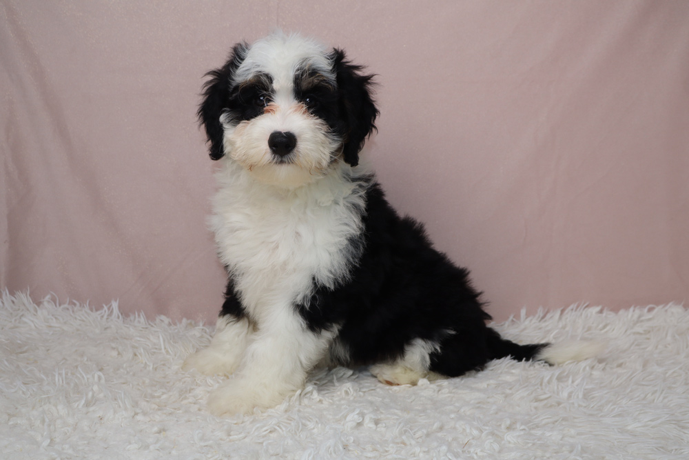 Fluffy black-and-white puppy sitting on a white shag rug with a pale pink backdrop.