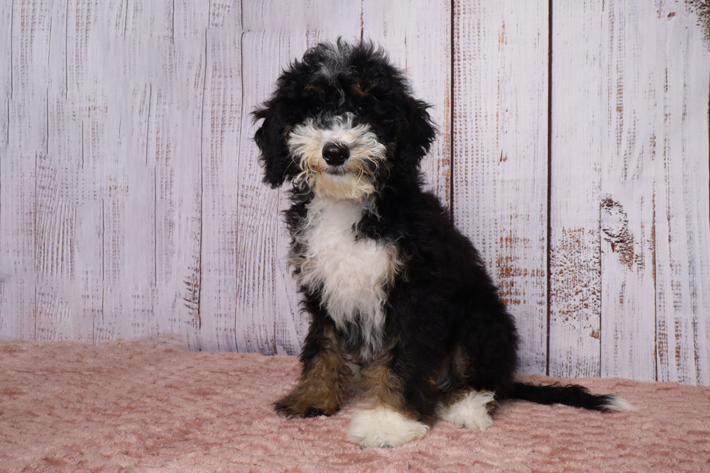 Black and white fluffy puppy with tan paws sits on a pink rug in front of a whitewashed wooden backdrop.