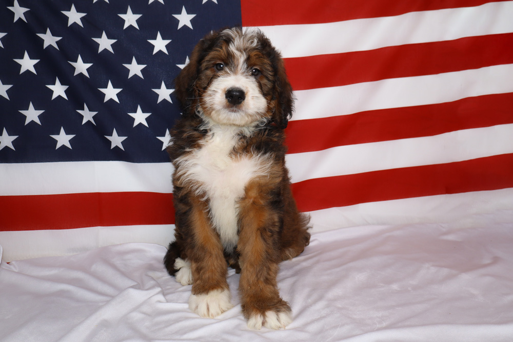 Tri-colored puppy seated on a white sheet with a large American flag as the backdrop, creating a patriotic scene.