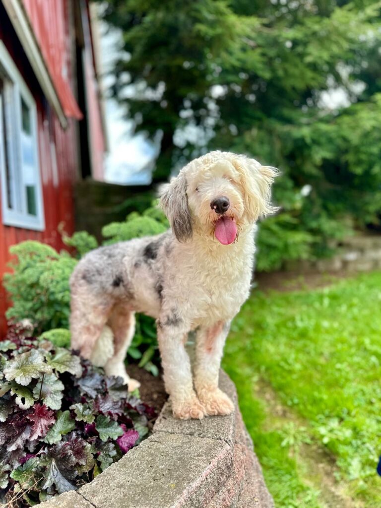 Fluffy light-colored dog with pink tongue hanging out, standing on a concrete garden wall beside a red building.