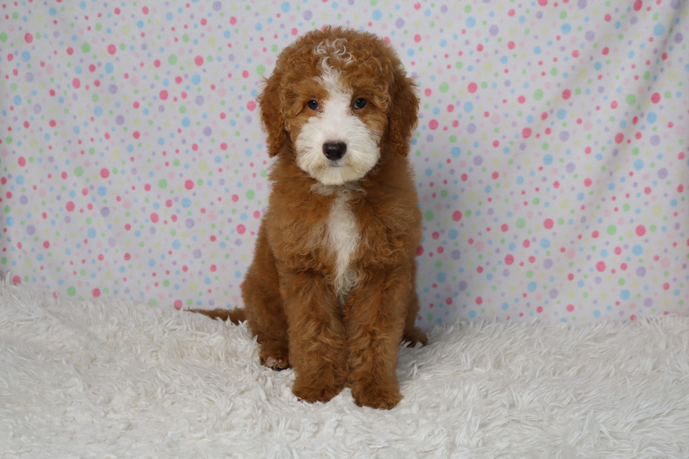 Curly brown puppy with a white chest sits on a white shag rug with a pastel polka dot backdrop.