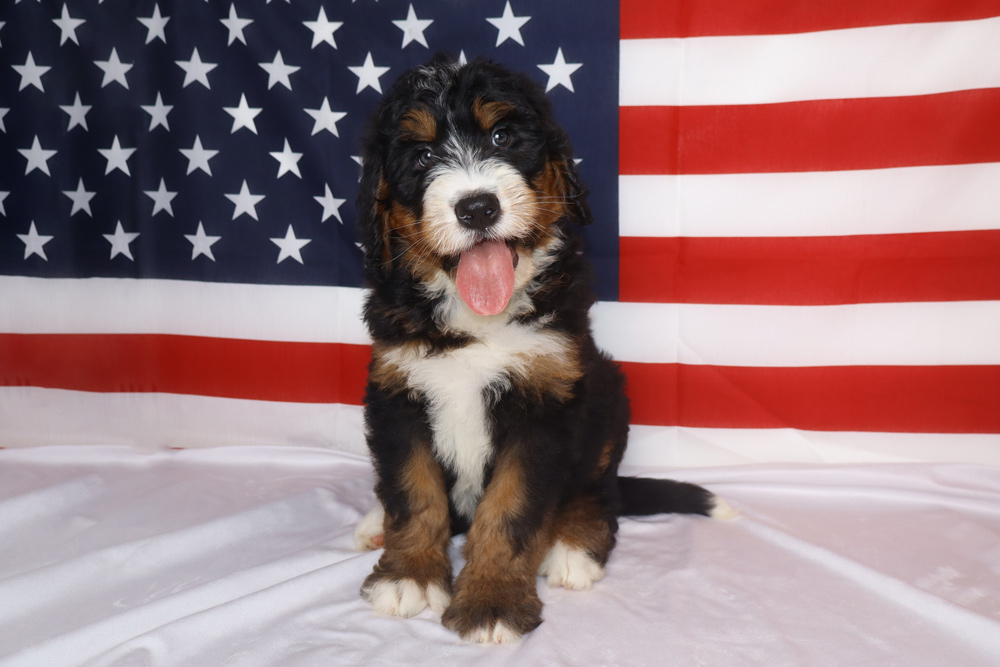Bernese mountain dog puppy sits on white fabric with a waving U.S. flag behind, tongue hanging out.