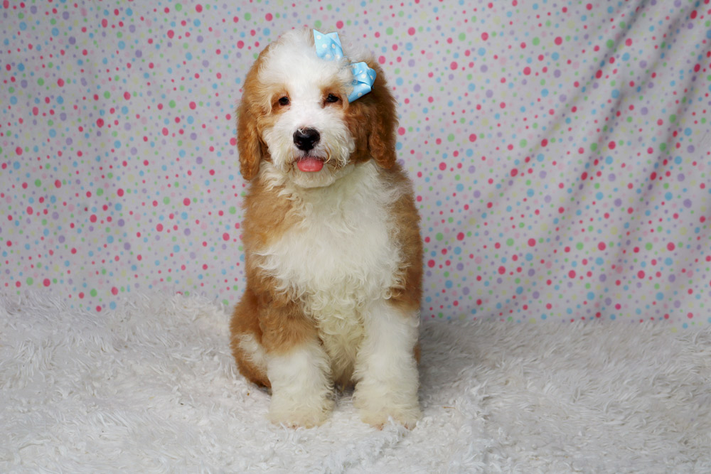 Fluffy puppy with a blue bow sits on a white shag rug with a colorful polka-dot backdrop behind it.