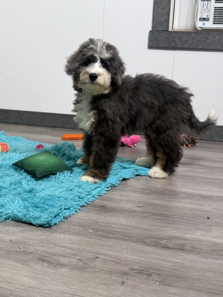 Fluffy black and white puppy standing on a bright blue rug with toys nearby indoors.