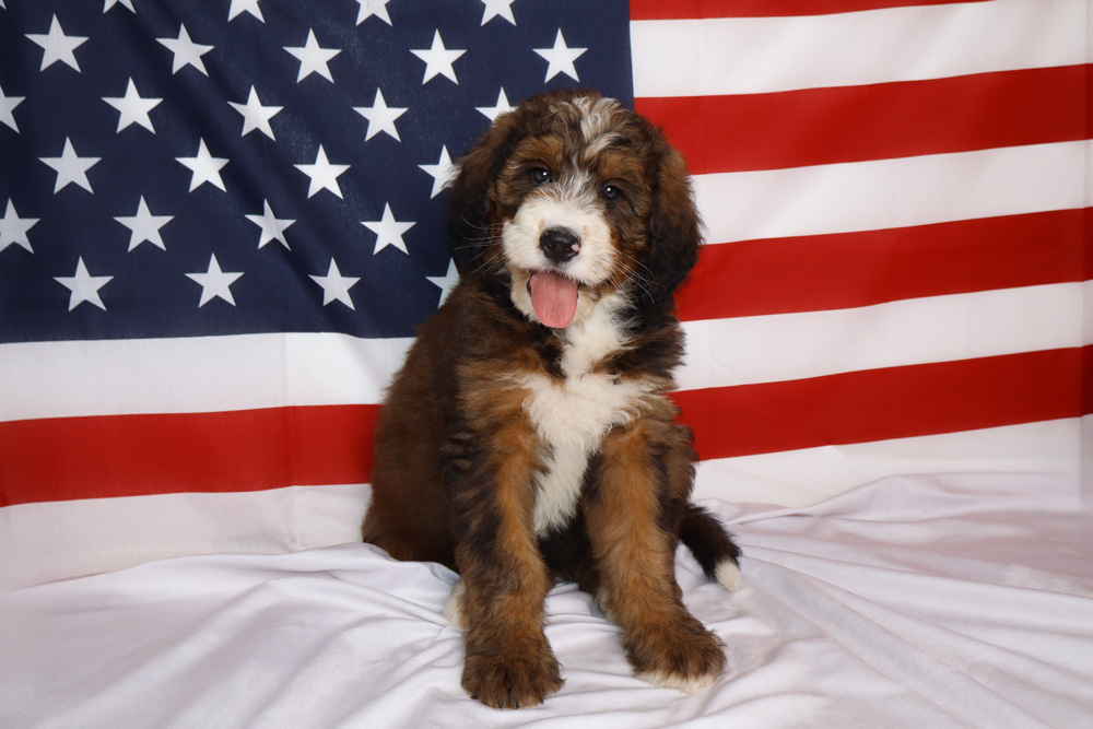 A fluffy brown, white, and black puppy sits on white fabric in front of a waving American flag, tongue out playfully.