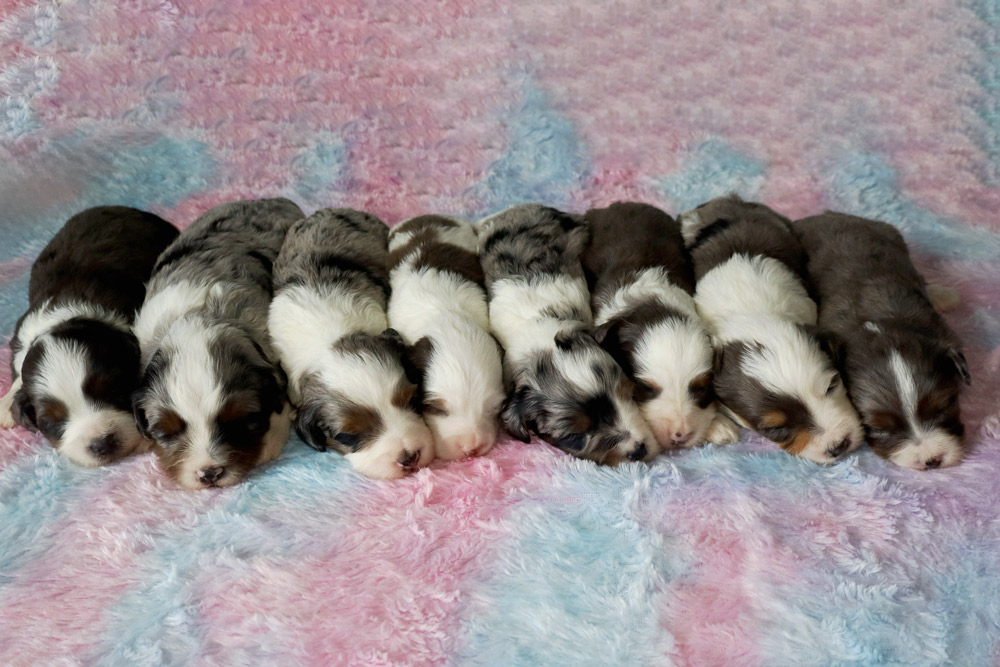 Ten newborn puppies sleeping in a row on a pastel pink and blue fluffy blanket.