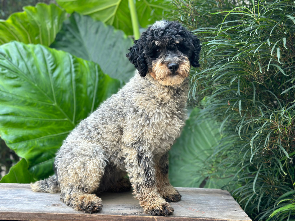 Curly-haired gray and black puppy sitting on a wooden deck with lush green plants in the background.