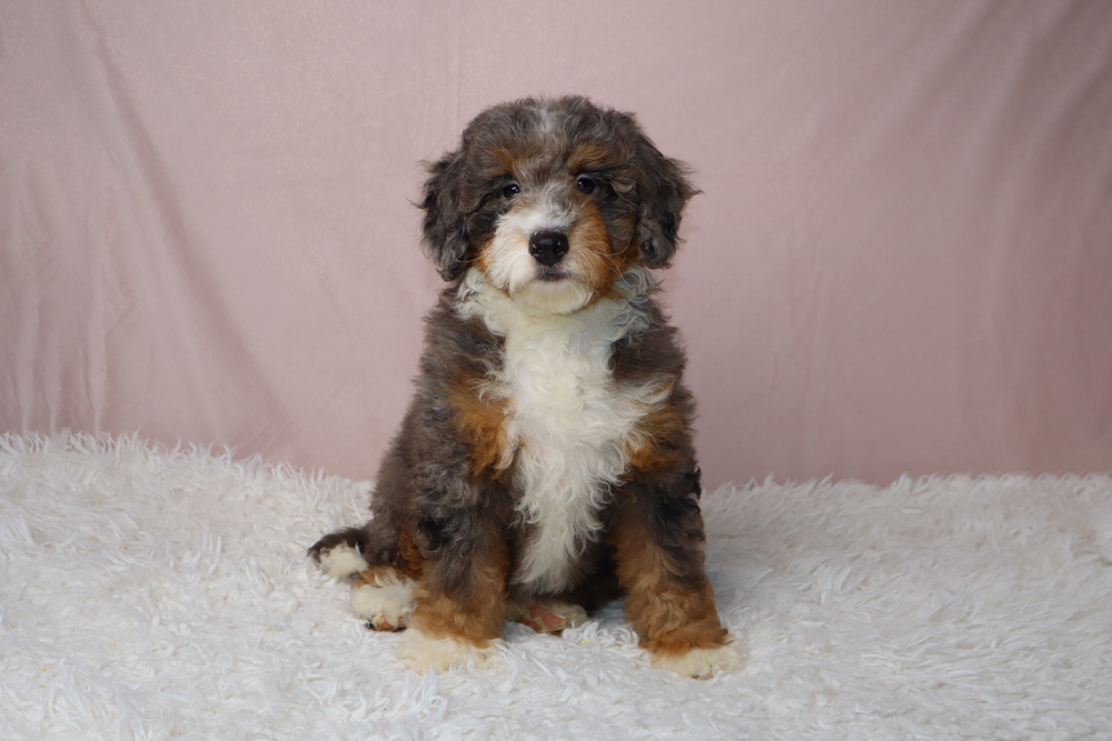 Cute fluffy puppy with black, white, and brown fur sitting on a white shag rug in front of a pink backdrop.