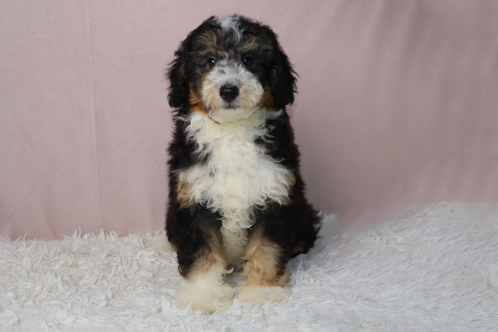 Fluffy tri-color puppy (black, white, tan) sitting on a white shag rug with a pink backdrop, looking at the camera.