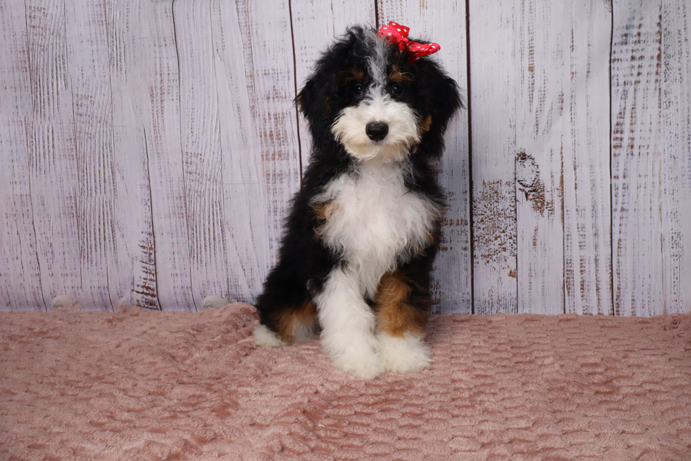 Fluffy tri-color puppy (black, white, brown) wearing a red bow sits on a pink rug with a white wooden backdrop behind it.