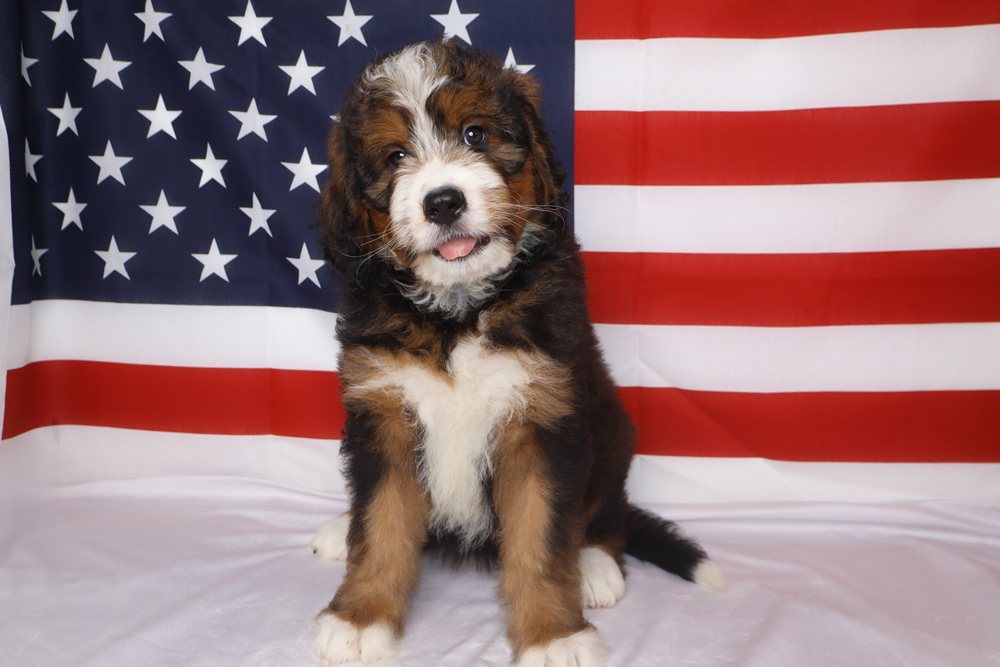 Adorable tricolor puppy sitting on a white surface with an American flag backdrop behind.