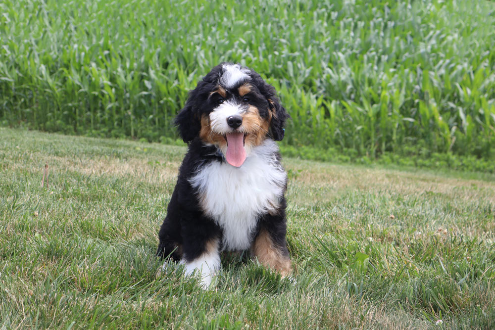 Puppy sitting on grass with a cornfield behind, tongue out and smiling broadly.