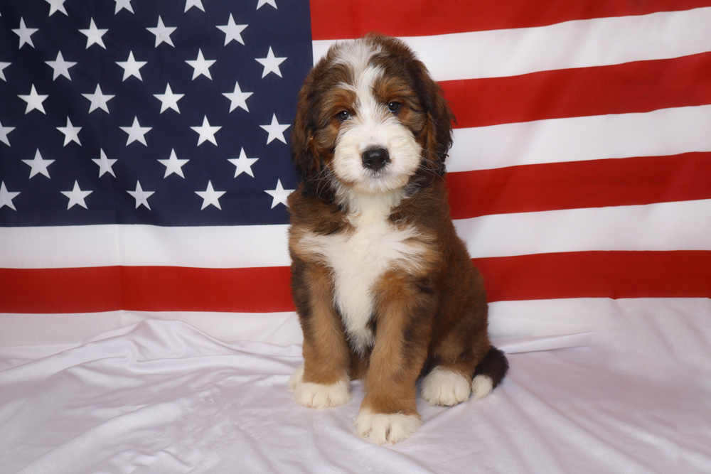 Cute fluffy puppy sitting on white fabric with an American flag backdrop in view behind it.