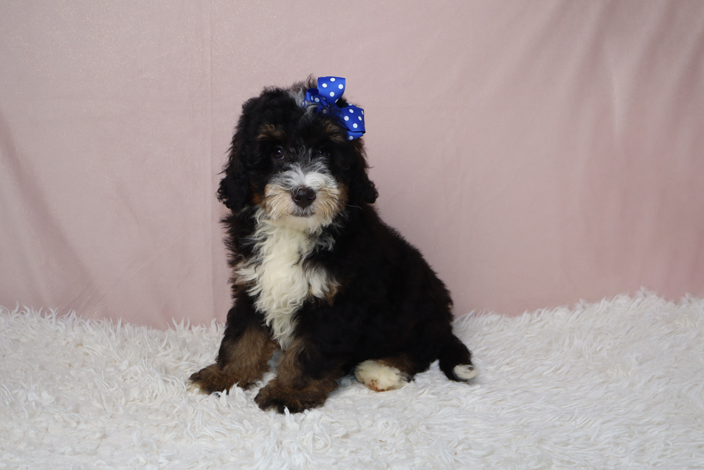 Young tri-color puppy (black, white, brown) with a blue bow sits on a white fluffy rug against a pink backdrop.