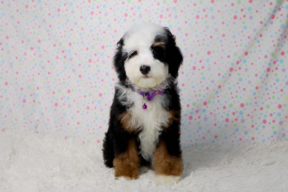 Adorable puppy with black, white, and tan fur sits on a white fluffy rug against a pastel polka-dot backdrop, wearing a purple collar.