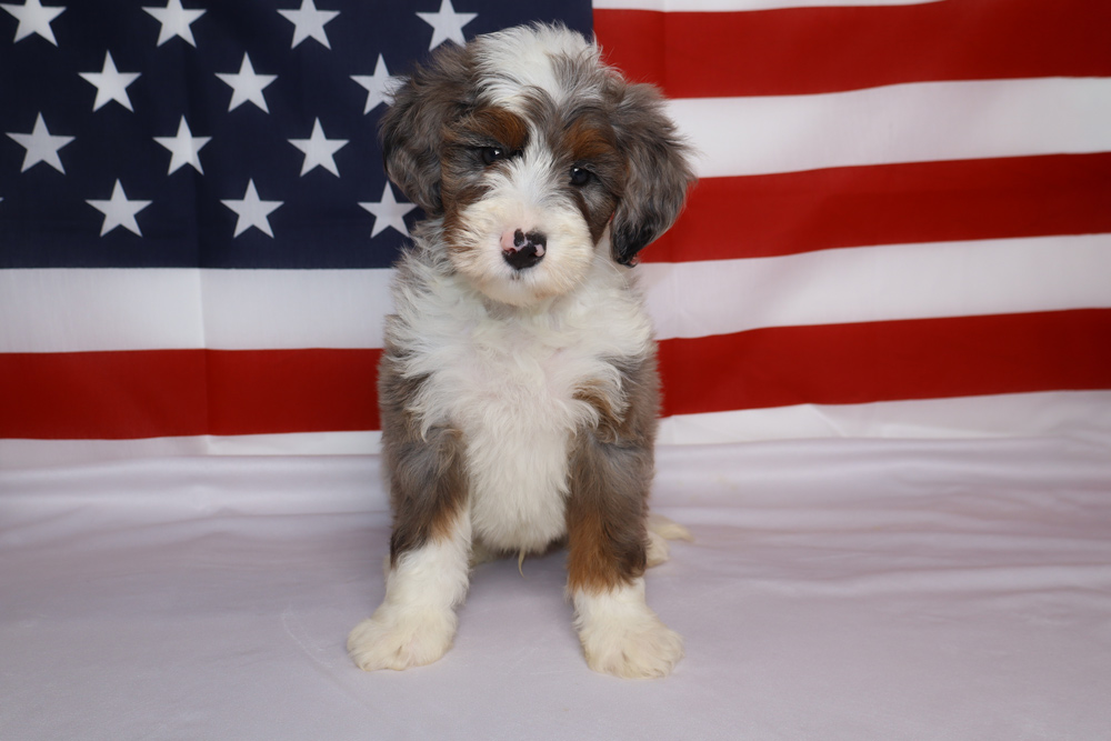 Fluffy tri-color puppy sitting on a white surface with a U.S. flag backdrop behind it and stars visible on the left.