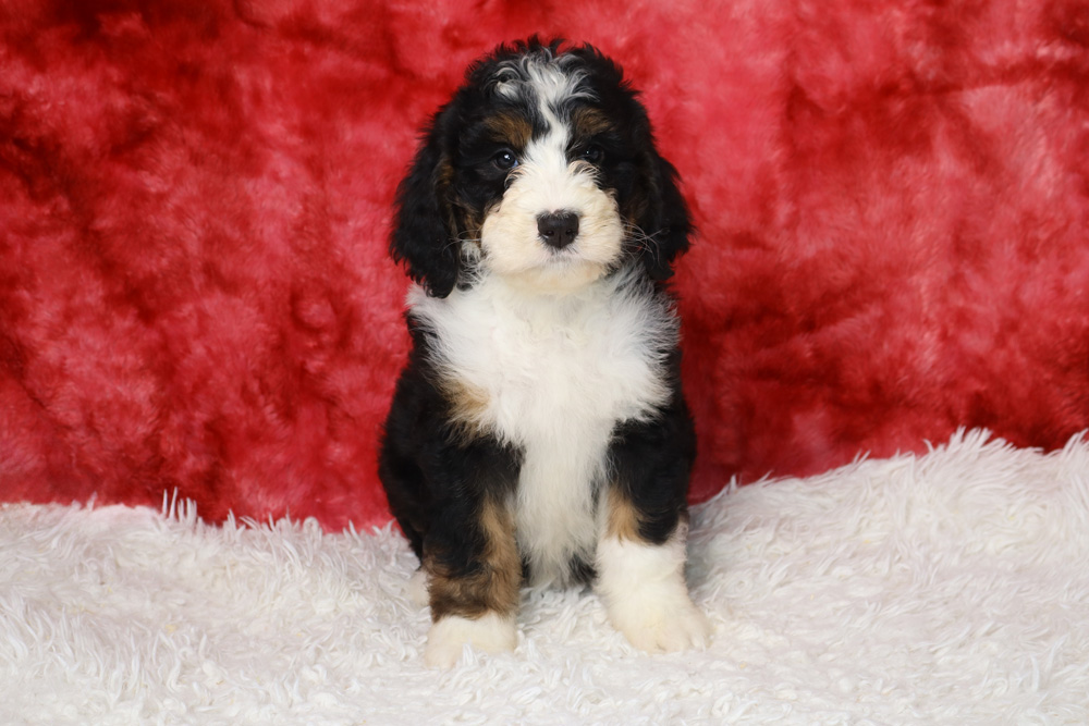 Fluffy tricolor puppy (black, white, and tan) sitting on a white shag rug with a red backdrop.