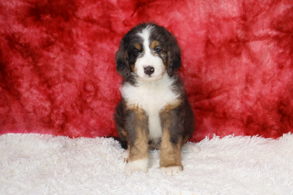 Young Bernedoodle puppy with black, white, and brown fur sitting on a white fluffy rug in front of a red backdrop.