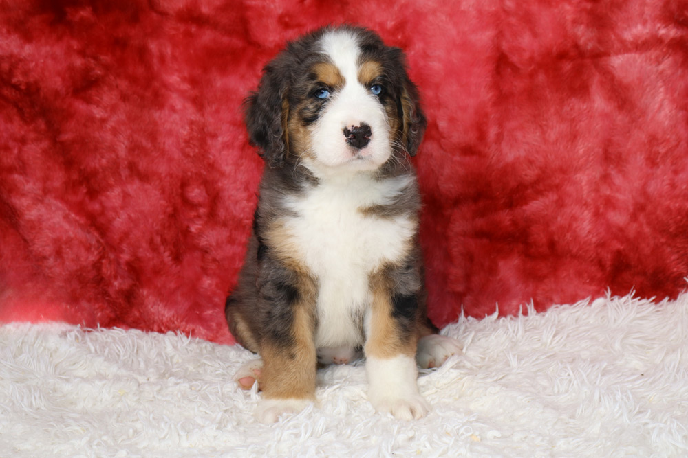Adorable tri-color puppy sitting on a white fluffy rug with a red backdrop behind it.