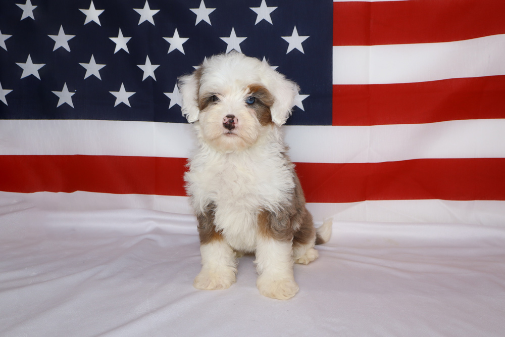 Fluffy white and brown puppy sitting on a white surface with an American flag backdrop.
