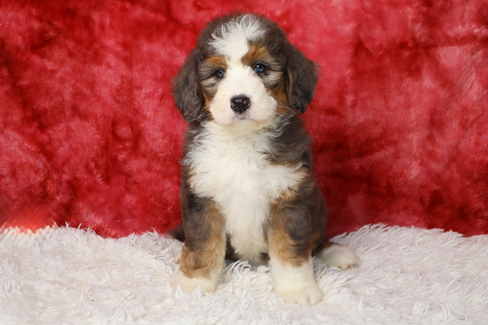 Cute fluffy puppy with white chest and brown/black markings sits on a white shag rug against a red background.