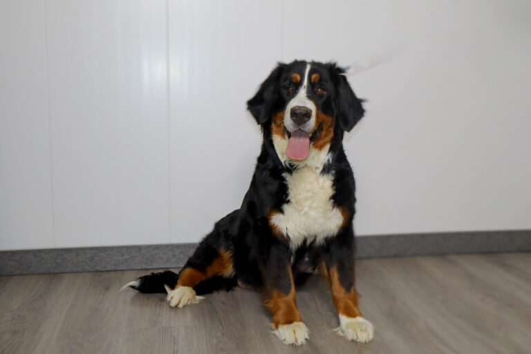 Bernese Mountain dog sitting indoors on a wooden floor, tongue out in a friendly pose.