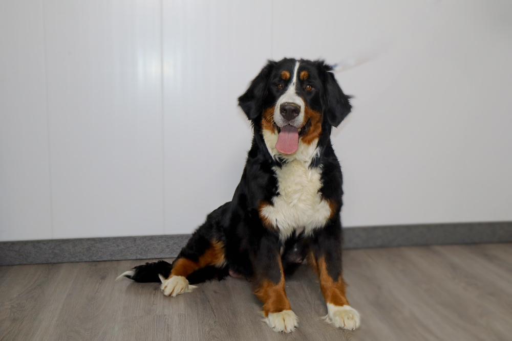 Bernese Mountain dog sitting indoors on a wooden floor, tongue out in a friendly pose.