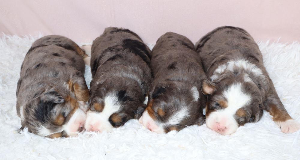 Four tiny newborn puppies sleeping in a row on a white fluffy blanket, their little noses pink and fur mottled brown and white.