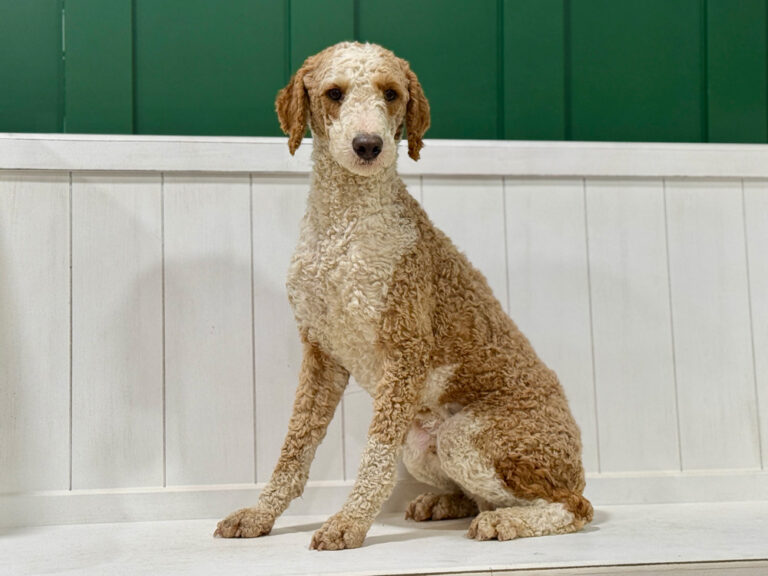 Beige curly-coated dog sitting on a white wooden porch with a green wall behind it.