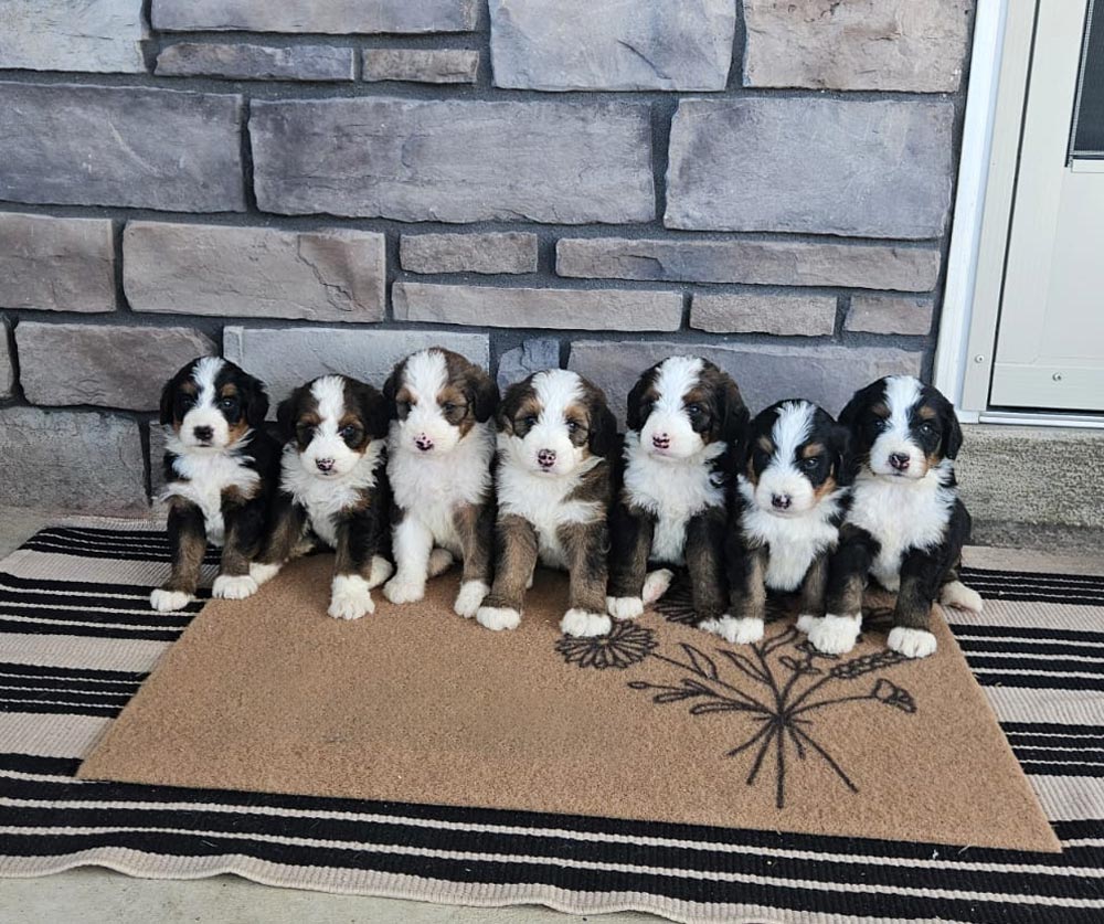 Six fluffy beagle puppies sitting in a row on a tan doormat in front of a stone wall and door outside.