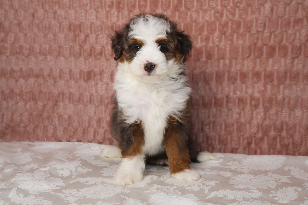 Fluffy tricolor puppy sitting on a lace table with a pink textured wall behind it.