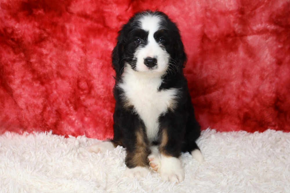 Fluffy black, white, and brown puppy sits on a white shag rug with a red background.