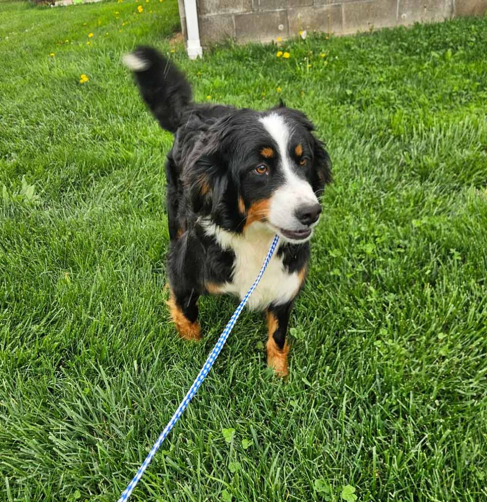 Bernese Mountain Dog on a blue leash in a green grassy yard, looking to the side.