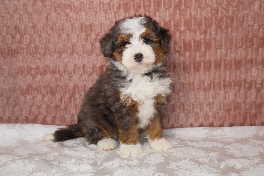 Adorable tri‑colored puppy sitting on a white patterned tablecloth with a pink textured wall behind it