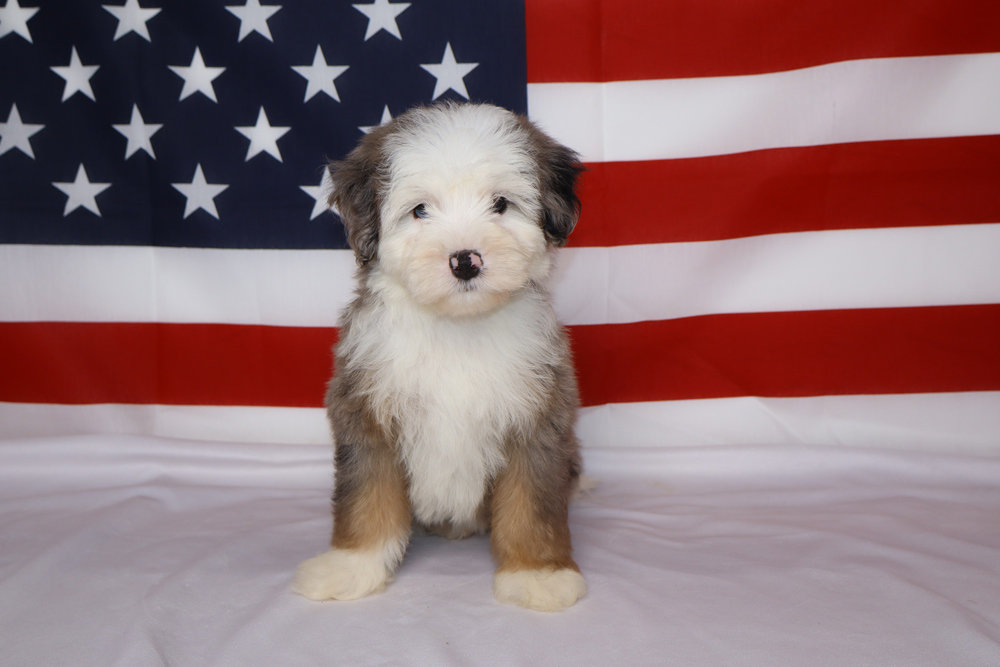 Cute fluffy puppy sitting on a white surface with an American flag backdrop behind it.